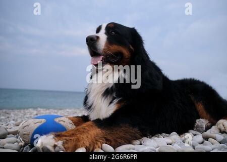 Le charmant chien de montagne bernois passe ses vacances par la mer et aime la vie. Le chien se trouve sur la plage et garde sa balle bleue avec la languette qui dépasse. Portrai Banque D'Images