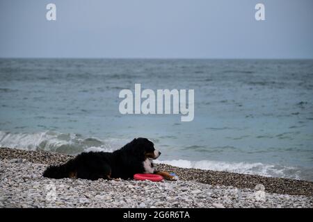 Le charmant chien de montagne bernois passe ses vacances par la mer et aime la vie. Le chien est allongé sur la plage et garde son anneau de jouet rouge. Portrait de mouette moelleuse Banque D'Images