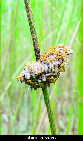 Gros plan hornet avec nid. Wasps dans le nid. Un nid de hornet qui est largement distribué. Nid de guêpe tropical. Banque D'Images