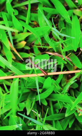 Leech closeup dans l'herbe verte en été.traitement avec des sangsues.l'utilisation de sangsues médicales. Les séances d'hirudothérapie. Suceur de sang ou Leech. Banque D'Images
