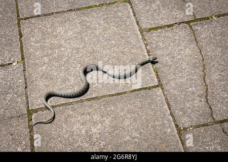 Serpent à herbe barré (Natrix helvetica) traversant un trottoir plaqué, Troisdorf, Rhénanie-du-Nord-Westphalie, Allemagne. Barrenringelnatter (Natrix natrix helve Banque D'Images