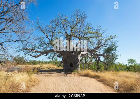 Le prison Boab Tree est une attraction touristique près de Wyndham, région de Kimberley, Australie occidentale, Australie occidentale, Australie Banque D'Images