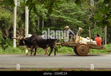 Un agriculteur cubain avec un chariot de remorquage à boeufs à Cuba. Un agriculteur un ouvrier cubain un agriculteur agricole Banque D'Images