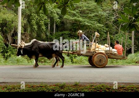 Un agriculteur cubain avec un chariot de remorquage à boeufs à Cuba. Un agriculteur un ouvrier cubain un agriculteur agricole Banque D'Images