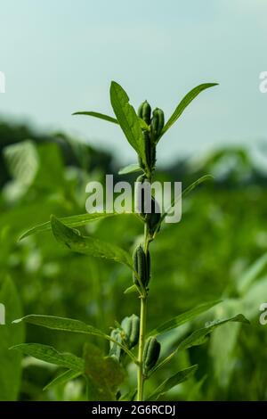 Les graines sont de couleur blanc jaunâtre, marron ou gris à noir. La culture d'oléagineux, Sesamum indicum, de la famille des Pedaliaceae Banque D'Images