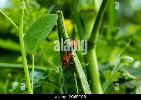 Deux insectes colorés sont assis sur le doigt vert et brut de la dame et tombent amoureux l'un de l'autre Banque D'Images