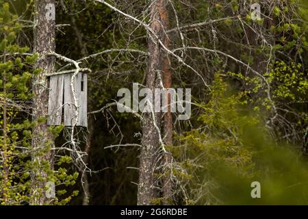 Un vieux renard nichant pour les oiseaux de la forêt dans la nature finlandaise Banque D'Images