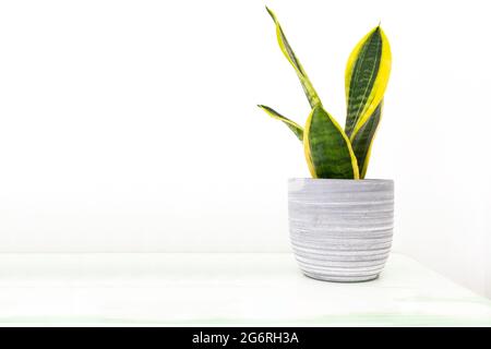 Sansevieria plante dans un pot de fleur moderne sur une étagère en bois blanc. Arrière-plan blanc et espace de copie vide pour le contenu de l'éditeur. Banque D'Images