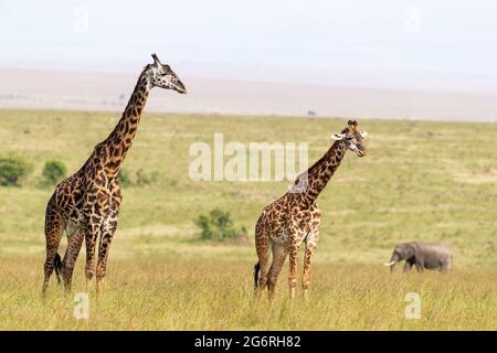 Une paire de girafes Masai, Giraffa camelopardalis tippelskirchii, l'herbe luxuriante de la Mara Masai, Kenya. C'est une paire mâle et femelle et un élépha Banque D'Images