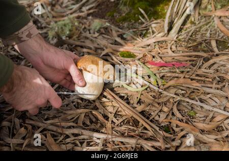 Chasse aux champignons comestibles de porc dans la forêt Banque D'Images