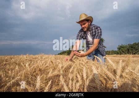 L'agronome examine les cultures céréalières avant la récolte. Banque D'Images