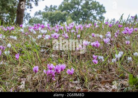 beau cyclamen rose et blanc originaire d'europe Banque D'Images