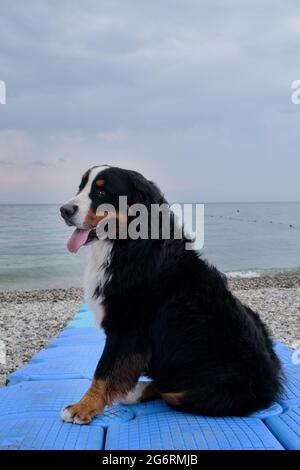 Le charmant chien de montagne bernois se trouve sur une jetée en plastique bleu qui s'étend vers la mer. Grand chien pur-sang en vacances en bord de mer regarde devant et apprécie lif Banque D'Images