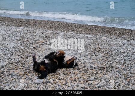 Bernese Mountain Dog se trouve sur son dos sur la plage de galets et aime la vie avec sa langue qui colle et ses pattes relevées. Le chien se repose et se essuie Banque D'Images