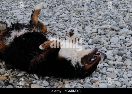 Bernese Mountain Dog se trouve sur son dos sur la plage de galets et aime la vie avec sa langue qui colle et ses pattes relevées. Le chien se repose et se essuie Banque D'Images