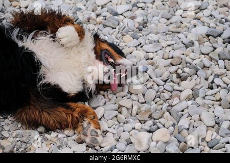 Bernese Mountain Dog se trouve sur son dos sur la plage de galets et aime la vie avec sa langue qui colle et ses pattes relevées. Le chien se repose et se essuie Banque D'Images