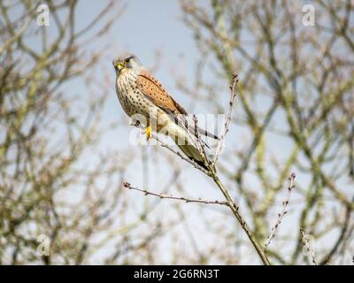 magnifique kestrel perchée dans l'arbre à la recherche de proies Banque D'Images
