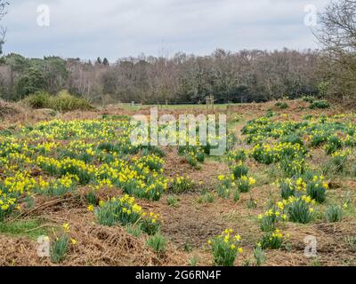 Champ de titre de jonquilles jaune vif Banque D'Images