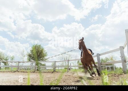 Un cheval brun foncé en train d'être entraîné en fente pendant la journée. Courir le long de la clôture en bois dans l'arène de sable. Exercices de routine de cheval. Exercice de fente. Prise de vue à angle bas. Ciel nuageux en arrière-plan. Banque D'Images