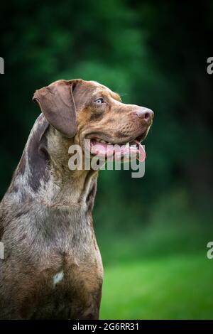 Louisiana Catahoula Leopard Dog Banque D'Images