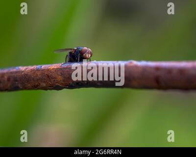 Macro photographie d'une maison de mouche debout sur une tige rouillée, capturé dans un jardin près de la ville coloniale de Villa de Leyva, en Colombie. Banque D'Images