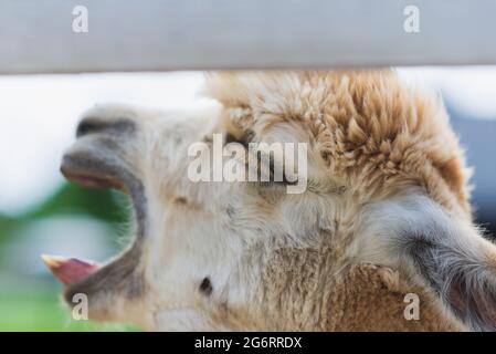 Blanc alpaga bâbord avec la bouche ouverte, vue sur la ferme, vue latérale. Blanc alpaga lama tête avec la bouche ouverte. Jour d'été à l'extérieur. Banque D'Images