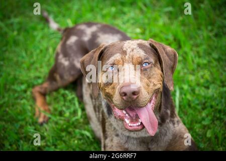 Louisiana Catahoula Leopard Dog Banque D'Images