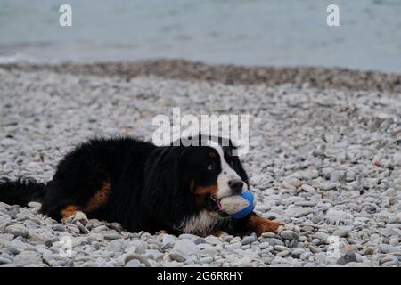 Le chien de montagne bernois se trouve sur la côte de galets de la mer bleue et joue avec le rugby à bille en caoutchouc. Marche et détente avec un chien en vacances sur la mer Noire. Banque D'Images