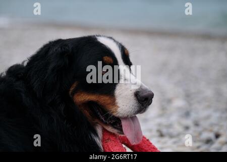 Le chien de montagne bernois joue avec l'anneau rouge et aime la vie avec sa langue qui dépasse. Le sourire caractéristique du chien de montagne. Berger de bétail suisse Banque D'Images