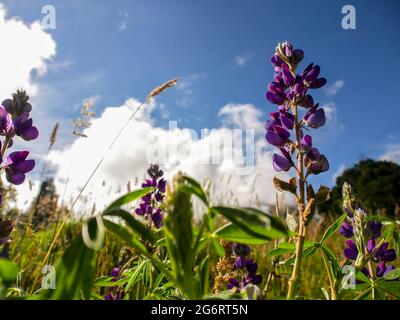 Photographie en grand angle d'une fleur de lupin contre un ciel nuageux, capturé dans une ferme près de la ville coloniale de Villa de Leyva, en Colombie. Banque D'Images