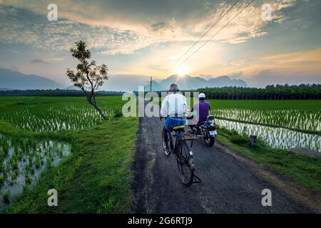 Un village d'artistes avec vélo et vélo dans la culture rurale Paddy riz classé près de NAGERCOIL, district de Kanyakumari, Tamil Nadu, Inde du Sud.24-juin-2021. Banque D'Images