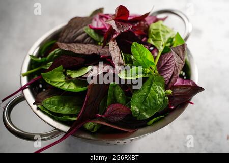 Cheera rouge maison et épinards verts du jardin - jardinage d'été aux Etats-Unis, foyer sélectif Banque D'Images