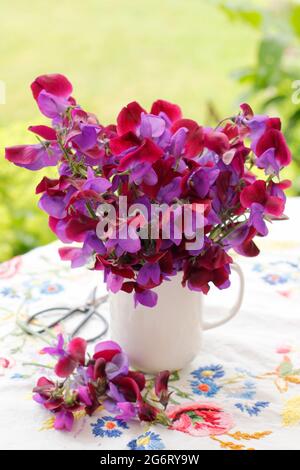 Bouquet de fleurs de pois doux fraîchement cueillies dans une carafe blanche sur une table de jardin. Lathyrus odoratus 'Matucana'. Banque D'Images