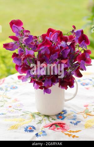 Bouquet de fleurs de pois doux fraîchement cueillies dans une carafe blanche sur une table de jardin. Lathyrus odoratus 'Matucana'. Banque D'Images