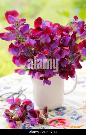 Bouquet de fleurs de pois doux fraîchement cueillies dans une carafe blanche sur une table de jardin. Lathyrus odoratus 'Matucana'. Banque D'Images