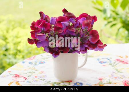 Bouquet de fleurs de pois doux fraîchement cueillies dans une carafe blanche sur une table de jardin. Lathyrus odoratus 'Matucana'. Banque D'Images