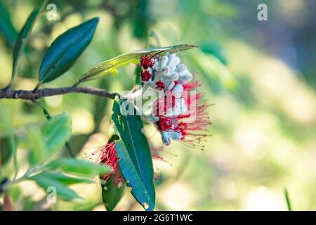 Des fleurs rouges de Pohutukawa, connues sous le nom d'arbre de Noël néo-zélandais, se trouvent près de la rive dans le northland, en Nouvelle-Zélande Banque D'Images