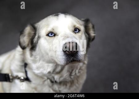 Chien husky sibérien avec yeux bleus, animaux et animaux de compagnie, chiens Banque D'Images