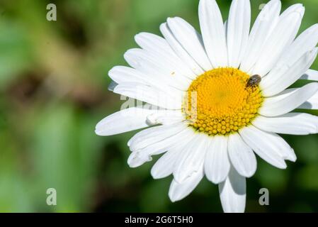 un coléoptère est assis sur une marguerite blanche Banque D'Images