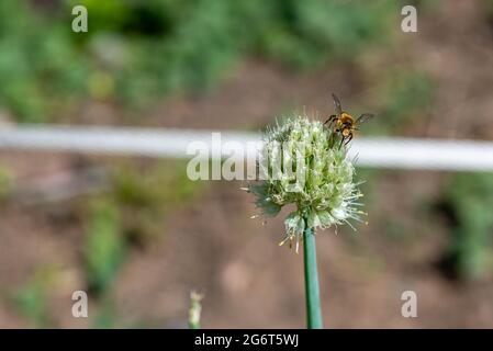 une petite abeille s'assit sur une fleur d'oignon Banque D'Images