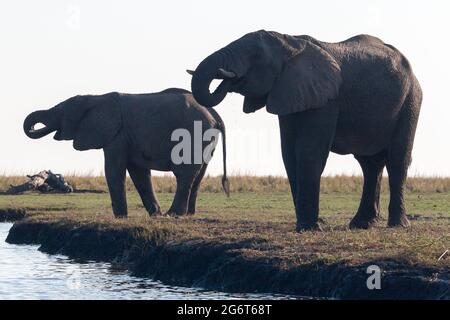 Éléphants buvant à la rivière Chobe