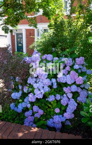 L'arbuste bleu Hydrangea macrophylla en fleur à l'extérieur d'une maison avec une porte d'entrée verte en été juillet Rhiwbina Cardiff Wales UK KATHY DEWITT Banque D'Images