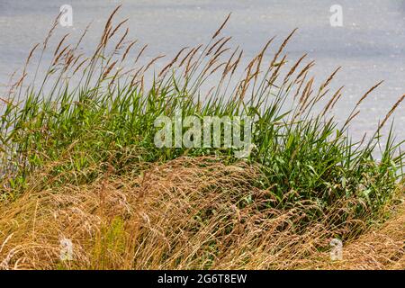 Herbe sèche et herbe verte sur fond d'eau le long du fleuve Fraser à Steveston Colombie-Britannique Canada Banque D'Images