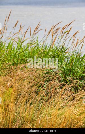 Herbe sèche et herbe verte sur fond d'eau le long du fleuve Fraser à Steveston Colombie-Britannique Canada Banque D'Images