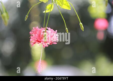 L'hibiscus araignée fleurisse avec l'arrière-plan Banque D'Images