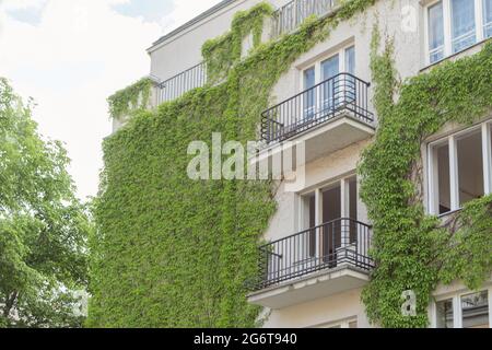 Le bâtiment de plusieurs étages est recouvert de raisins sauvages. Un bâtiment de plusieurs étages est planté d'espaces verts. Décoration de la façade d'un multi-magasin Banque D'Images