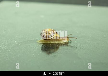 Un gros escargot rampent sur une surface en verre humide de la pluie. Escargot romain en gros plan. Arrière-plan avec espace de copie Banque D'Images