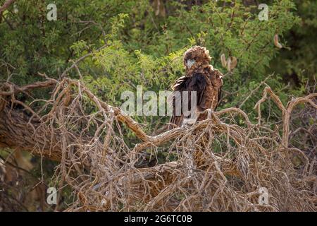 Bateleur Eagle juvénile perché sur un arbre en contre-jour dans le parc transfrontier de Kgalagadi, Afrique du Sud ; espèce Terathopius ecaudatus famille d'Accipitrid Banque D'Images