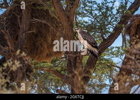 Jeune aigle martial debout dans un arbre dans le parc transfrontier de Kgalagadi, Afrique du Sud ; famille des espèces Polemaetus bellicosus d'Accipitridae Banque D'Images