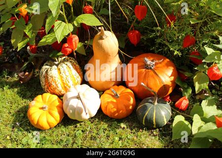 citrouilles et fleurs de lamion Banque D'Images
